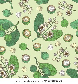 Seamless pattern with calophyllum inophyllum: plant, leaves, alexandria laurelnuts and calophyllum inophyllum flowers. Alexandria laurelnuts. Cosmetic, perfumery and medical plant. Vector hand