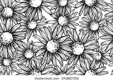 Seamless pattern of camomiles, hand drawn vector