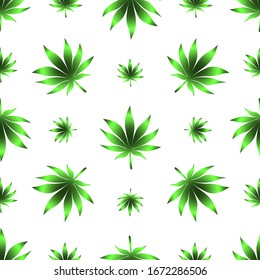 Seamless pattern of cannabis leaf used in medicine. Vector. Marijuana on a colorless isolated background. Agricultural crop-hemp. Idea for Wallpaper, cover, textiles. Organic print. Floral pattern.
