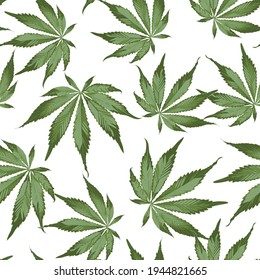 Seamless Pattern Of Cannabis Plant. Legal Medicine Cannabis Marijuana Illustration. White Background.