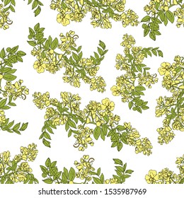 Seamless pattern of cassia branch. Vector flower pattern isolated on white. Cassia fistula