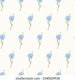 Seamless pattern with chicory flower on a white background.