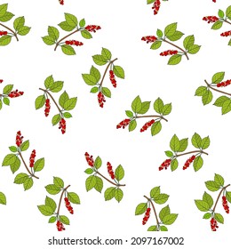 Seamless pattern with chinese schisandra branches. Vector illustration