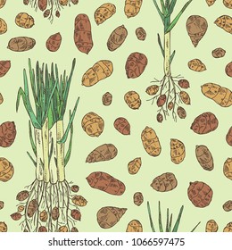 Seamless pattern with chufa, tiger nut: tuber of chufa with nuts. Super food. Vector hand drawn illustration