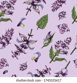 Seamless Pattern with Clary sage twigs with leaves and flowers . Detailed hand-drawn sketches, vector botanical illustration.  For textile, background, packaging design.