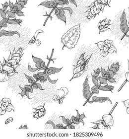Seamless Pattern with Clary sage twigs with leaves and flowers . Detailed hand-drawn sketches, vector botanical illustration.  For textile, background, packaging design.
