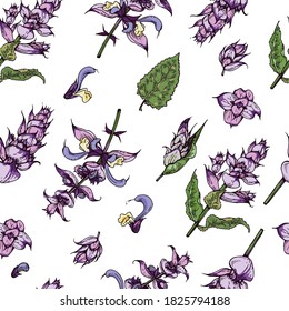 Seamless Pattern with Clary sage twigs with leaves and flowers . Detailed hand-drawn sketches, vector botanical illustration.  For textile, background, packaging design.