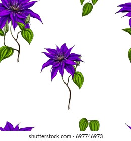 Seamless pattern with clematis, leaves and stems on white background. Vector illustration