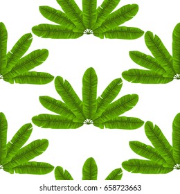 Seamless pattern of closeup banana green leaves fan isolated on white. Tropical wallpaper, textile print, exotic background.