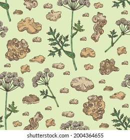 Seamless pattern with cnidium: plant and cnidium tuber. Ligusticum wallichii. Cosmetic and medical plant. Vector hand drawn illustration