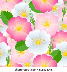 Seamless pattern of color flowers wild dog-rose, buds and leaves. Isolated on background vector for design of tea, fabric, pharmacy and health.