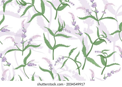 Patrón sin foco con flor de color y rayas blancas. Mentha spicata dibujada a mano colocada sobre fondo blanco con siluetas de menta de laca clara. Patrón transparente para impresión, empaquetado, uso web.