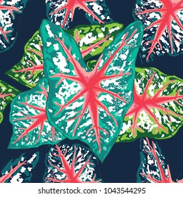 Seamless pattern colorful Bleeding hearts leaf (Caladium hortulanum) on black background.Watercolor style.Vector illustration  to print a fashion fabric and tile.