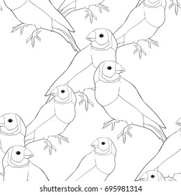 Seamless pattern coloring Amadin guldova a Bird australia. Vector illustration