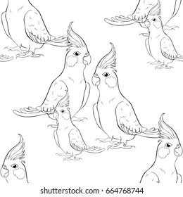 Seamless pattern coloring Corella nymph parrot cockatoo family. Vector illustration