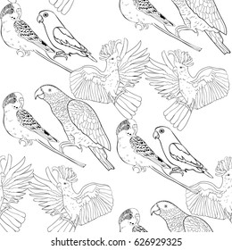 Seamless pattern coloring Jaco, Lovebird, wavy parrot kakadu Vector illustration
