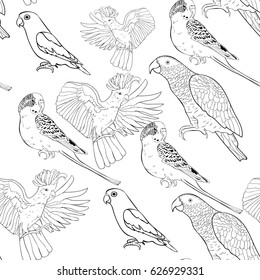 Seamless pattern coloring Jaco, Lovebird, wavy parrot kakadu Vector illustration