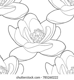 seamless pattern coloring magnolia flower.  vector illustration