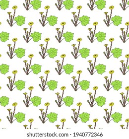 Seamless pattern with coltsfoot tussilago farfara medicinal plant on white background. Vector illustration