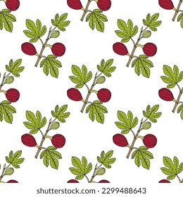 Seamless pattern with common fig or ficus carica fruit. Hand drawing vector illustration