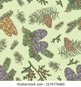 Patrón sin soldadura con coníferas: abeto coreano, tuja plicata, pino y abeto. Cosméticos y plantas médicas. Ilustración dibujada a mano por vectores.