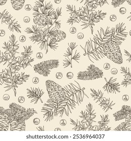 Seamless pattern with conifers: pine tree and cone, korean fir, juniper and larix. Cosmetics and medical plant. Vector hand drawn illustration.