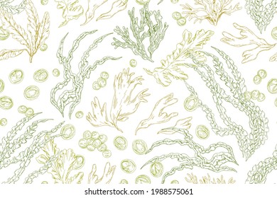 Seamless pattern with contoured seaweeds on white background. Vintage repeatable texture with different edible sea algae. Hand-drawn botanical vector illustration of underwater plants for printing.