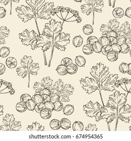 Seamless pattern with coriander and cilantro. Vector hand drawn illustration.