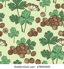 Seamless pattern with coriander and cilantro. Vector hand drawn illustration