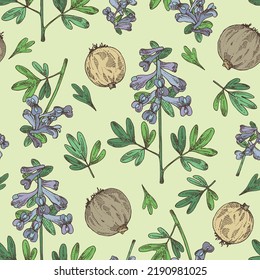 Seamless pattern with corydalis ambigua: corydalis questionable plant, corydalis ambigua root and flowers. Corydalis ambigua. Cosmetic, perfumery and medical plant. Vector hand drawn