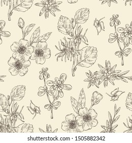 Seamless pattern with cosmetic and medical plant: hazel: hamamelis virginiana flowers, camellia sasanqua, portulaca and edelweiss flowers. Vector hand drawn illustration.