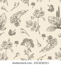 Seamless pattern of cosmetic and medical plants: linden flower, celandine,  large plantain, yarrow flowers. Vector hand drawn illustration