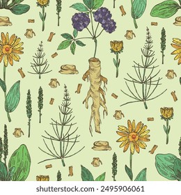 Seamless pattern with cosmetic and medical plants: large plantain, arnica montana, equisetum, eleutherococcus. Vector hand drawn illustration