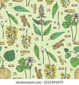 Patrón sin fisuras con plantas cosméticas y médicas: lofant, isatis tinctoria, stephania glabra, coptis chino. Vector dibujado a mano ilustración