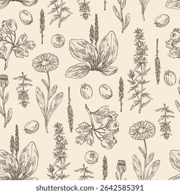 Seamless pattern with cosmetic, parfumery and medical plants: calendula , large plantain, plantago major, hawthorn, hyssopus officinalis. Vector hand drawn illustration.