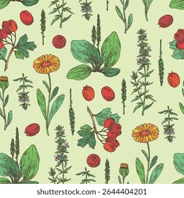 Seamless pattern with cosmetic, parfumery and medical plants: calendula , large plantain, plantago major, hawthorn, hyssopus officinalis. Vector hand drawn illustration.