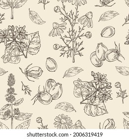 Seamless pattern with cosmetic, perfumery and medical plants: linden flower, mint plant, camomile flowers and dog rose berries. Vector hand drawn illustration