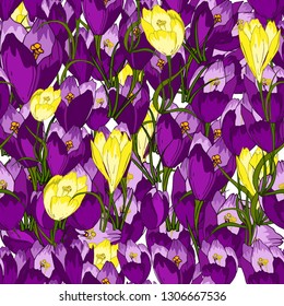 Seamless pattern of crocus buds of purple and yellow color drawn by hand, Background with spring flowers, seasonal decoration. Vector design EPS10