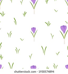 Seamless pattern with crocus flowers. Spring and floral texture on white and transparent backgrounds.