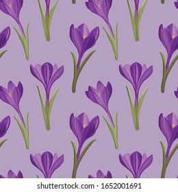 Seamless pattern crocus in spring, vector