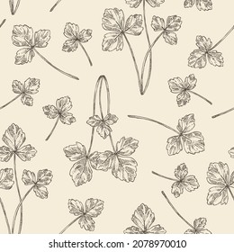 Seamless pattern with cryptotaenia japonica: cryptotaenia leaves and plant. Honewort. Mitsuba Plant. Herbs and spices. Vector hand drawn illustration.