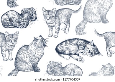 Seamless pattern cute kittens. Home pets isolated on white background. Sketch. Vector illustration art. Realistic portraits of animal. Vintage. Black and white hand drawing of cats.