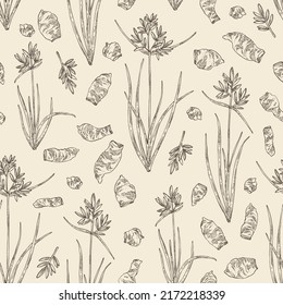 Patrón sin foco con cyperus rotundus: planta de ciperus rotundus, hojas de nagarmotha y raíces de ciperus rotundus. Nagarmotha. Cosmética, perfumería y planta médica. Dibujo manual del vector