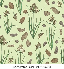Patrón sin foco con cyperus rotundus: planta de ciperus rotundus, hojas de nagarmotha y raíces de ciperus rotundus. Nagarmotha. Cosmética, perfumería y planta médica. Dibujo manual del vector