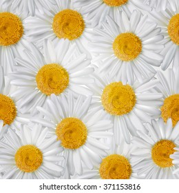 Seamless pattern with daisy realistic flowers. Vector illustration.