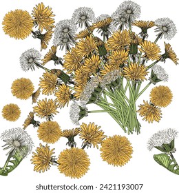 Seamless pattern dandelion flower head hand drawn colorful sketch for drawing book vector illustration on white background