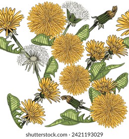 Seamless pattern dandelion flower head hand drawn colorful sketch for drawing book vector illustration on white background