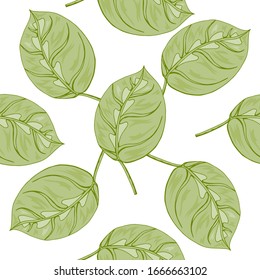 Seamless pattern with decorative leaves of the arrowroot flower. Green painted leaves of tropical Silva. Continuous floral pattern. Endless texture for various design, print.