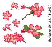 A seamless pattern of Desert rose isolated on white background. vector illustration.