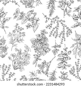 Seamless pattern design with various culinary herbs and plants, hand drawn sketch vector illustration. Cooking and cosmetics aromatic herbs endless repeatable background.